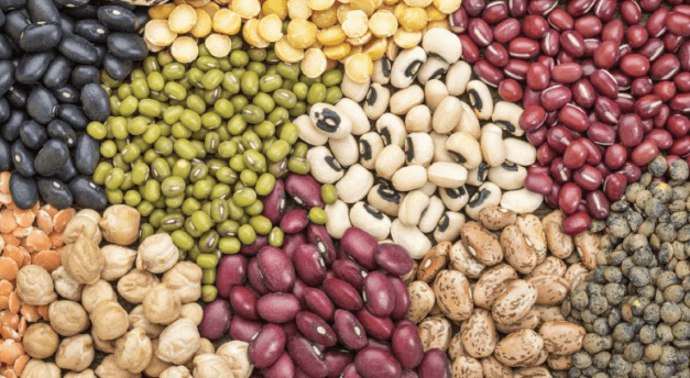 Food Security: New Drought-Resistant Bean Unveiled